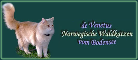 Belminis | norwegische Waldkatzen