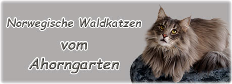 Ahorngarten | norwegische Waldkatzen