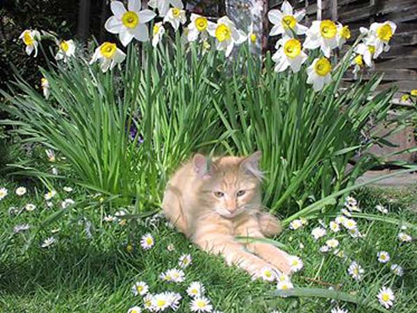 Flori | norwegische Waldkatzen