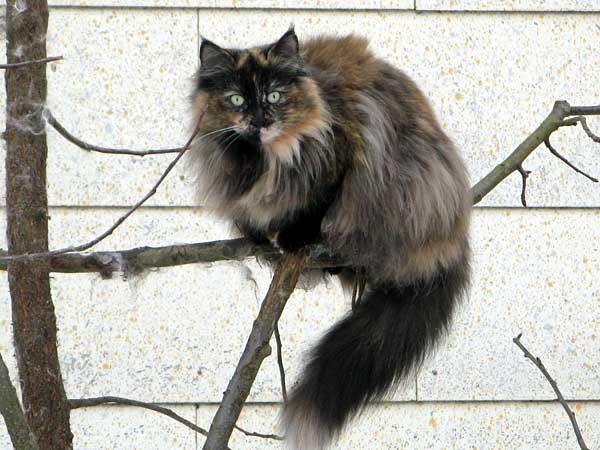 Anithra | norwegische Waldkatzen